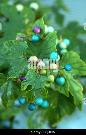 Porcelaine berry fruits colorés Banque D'Images