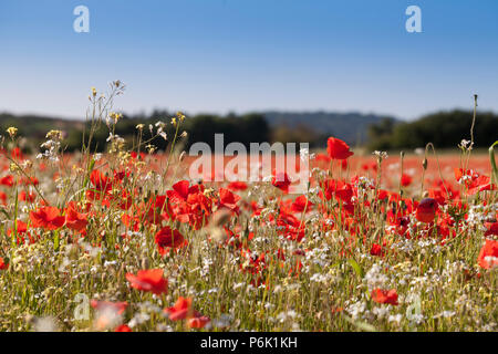 Un fichier de Red Poppies en Angleterre Banque D'Images