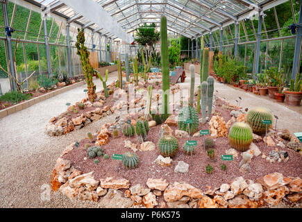 Pise, Italie - 30 MAI 2018 : plantes Cucculent serre à Orto botanico di Pisa (Orto Botanico dell'Universita di Pisa), la plus ancienne université botani Banque D'Images