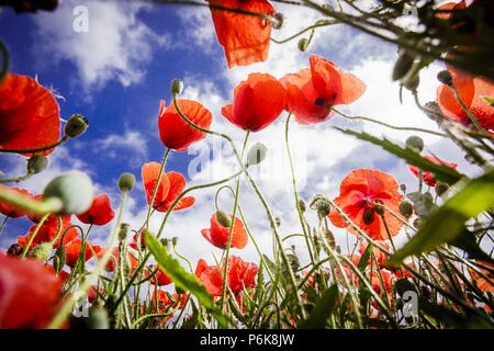 Papaver rhoeas, amapola silvestre, Porreres, Mallorca, Islas Baleares, Espagne. Banque D'Images