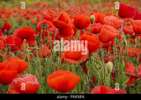 Papaver rhoeas, amapola silvestre, Porreres, Mallorca, Islas Baleares, Espagne. Banque D'Images