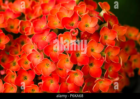 Kalanchoe fleurissant rouge dans le jardin des plantes Banque D'Images