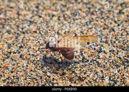 Drone mâle ailé fourmis découpeuse, macro vue en gros, mourir sur la plage après le vol nuptial avec queen à Puerto Vallarta au Mexique. Nom scientifique Atta Banque D'Images