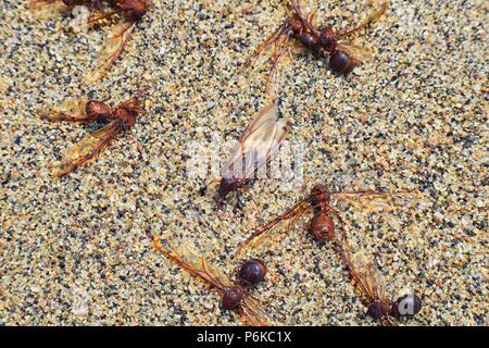 Drone mâle ailé fourmis découpeuse, macro vue en gros, mourir sur la plage après le vol nuptial avec queen à Puerto Vallarta au Mexique. Nom scientifique Atta Banque D'Images