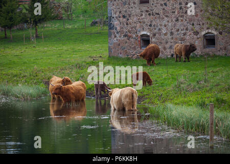 Le nord de l'homme aux cheveux longs taureaux et vaches boivent de l'eau près de la rivière. Les terres agricoles de l'Estonie. Banque D'Images