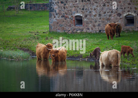 Le nord de l'homme aux cheveux longs taureaux et vaches boivent de l'eau près de la rivière. Les terres agricoles de l'Estonie. Banque D'Images