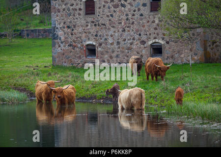 Le nord de l'homme aux cheveux longs taureaux et vaches boivent de l'eau près de la rivière. Les terres agricoles de l'Estonie. Banque D'Images