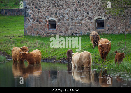 Le nord de l'homme aux cheveux longs taureaux et vaches boivent de l'eau près de la rivière. Les terres agricoles de l'Estonie. Banque D'Images