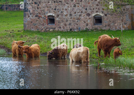 Le nord de l'homme aux cheveux longs taureaux et vaches boivent de l'eau près de la rivière. Les terres agricoles de l'Estonie. Banque D'Images