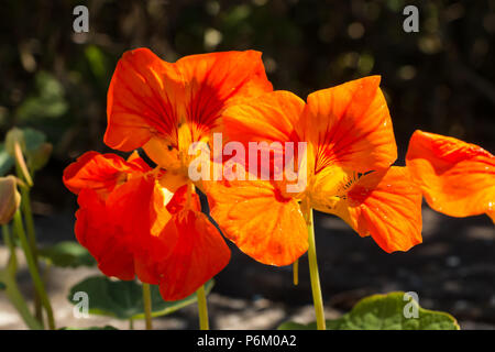 Deux deep deep orange capucine (Tropaeolum majus) Fleurs de soleil Banque D'Images