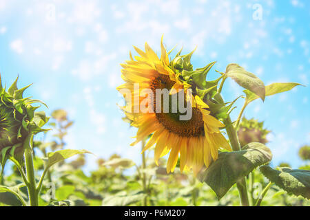 La texture des tournesols et l'arrière-plan pour les concepteurs. Vue Macro du tournesol en fleur. Fond de fleurs naturelles et biologiques Banque D'Images