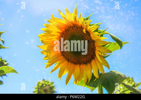 La texture des tournesols et l'arrière-plan pour les concepteurs. Vue Macro du tournesol en fleur. Fond de fleurs naturelles et biologiques Banque D'Images