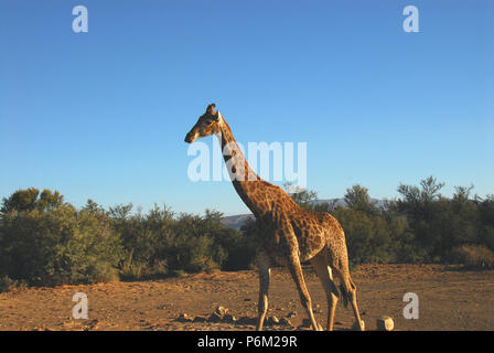 Cette seule girafe semble être séparés de la famille groupe dans cette partie très sèche de l'Afrique du Sud. Banque D'Images