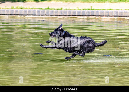 Abington, Northampton, Royaume-Uni. Météo. 1er juillet 2018. Les chiens appréciant les d'eau froide dans le lac de plaisance dans le parc ce matin avant la chaleur de la journée. Credit : Keith J Smith./Alamy Live News Banque D'Images