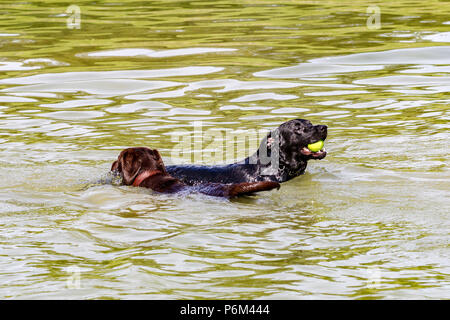 Abington, Northampton, Royaume-Uni. Météo. 1er juillet 2018. Les chiens appréciant les d'eau froide dans le lac de plaisance dans le parc ce matin avant la chaleur de la journée. Credit : Keith J Smith./Alamy Live News Banque D'Images