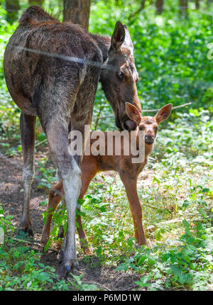 27 juin 2018, l'Allemagne, l'un brut Schoenebeck : moose calf debout à côté de sa mère, l'orignal, Marlies vache dans un enclos au parc Schorfheide. Le little moose calf est né le 09 juin 2018. Photo : Patrick Pleul/dpa-Zentralbild/ZB Banque D'Images