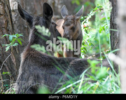 27 juin 2018, l'Allemagne, l'un brut Schoenebeck : moose calf debout à côté de sa mère, l'orignal, Marlies vache dans un enclos au parc Schorfheide. Le little moose calf est né le 09 juin 2018. Photo : Patrick Pleul/dpa-Zentralbild/ZB Banque D'Images