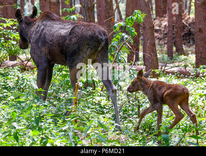 27 juin 2018, l'Allemagne, l'un brut Schoenebeck : moose calf marchant derrière sa mère, l'orignal, Marlies vache dans un enclos au parc Schorfheide. Le little moose calf est né le 09 juin 2018. Photo : Patrick Pleul/dpa-Zentralbild/ZB Banque D'Images