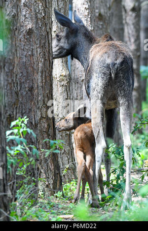 27 juin 2018, l'Allemagne, l'un brut Schoenebeck : moose calf debout à côté de sa mère, l'orignal, Marlies vache dans un enclos au parc Schorfheide. Le little moose calf est né le 09 juin 2018. Photo : Patrick Pleul/dpa-Zentralbild/ZB Banque D'Images