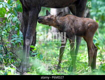27 juin 2018, l'Allemagne, l'un brut Schoenebeck : moose calf debout à côté de sa mère, l'orignal, Marlies vache dans un enclos au parc Schorfheide. Le little moose calf est né le 09 juin 2018. Photo : Patrick Pleul/dpa-Zentralbild/ZB Banque D'Images
