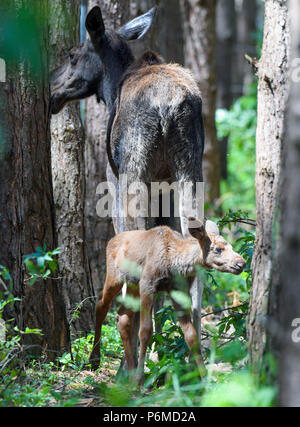 27 juin 2018, l'Allemagne, l'un brut Schoenebeck : moose calf debout à côté de sa mère, l'orignal, Marlies vache dans un enclos au parc Schorfheide. Le little moose calf est né le 09 juin 2018. Photo : Patrick Pleul/dpa-Zentralbild/ZB Banque D'Images