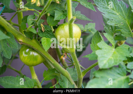 Nouvelle croissance des tomates sur une vigne dans un jardin. Banque D'Images