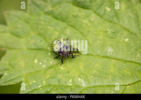 Vert commun Shieldbug ; Palomena prasina seul ; 4ème stade nymphe Cornwall, UK Banque D'Images