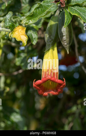 Anges trompettes ; Datura sanguines ; floraison ; Îles Scilly ; UK Banque D'Images