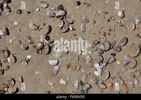 Résumé des frais généraux de sable, cailloux et coquillages dans soleil fort sur la plage de Sandbanks, Poole, dorset, UK Banque D'Images