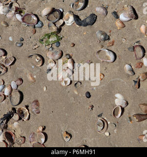 Résumé des frais généraux de sable, cailloux et coquillages dans soleil fort sur la plage de Sandbanks, Poole, dorset, UK Banque D'Images
