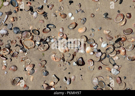 Résumé des frais généraux de sable, cailloux et coquillages dans soleil fort sur la plage de Sandbanks, Poole, dorset, UK Banque D'Images