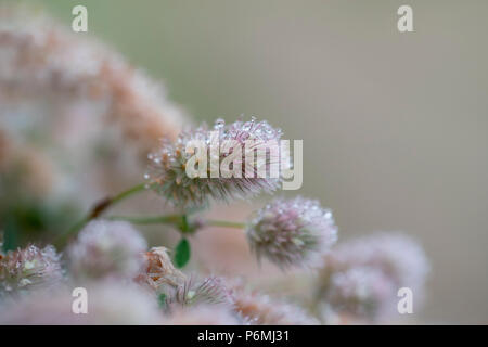 Haresfoot ; trèfle Trifolium arvense la floraison Îles Scilly ; UK Banque D'Images