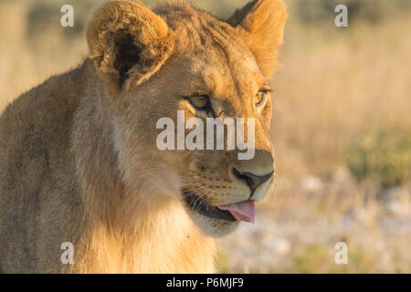 Cute lion cub suit fierté dans les prairies près de l'Nebrownii point d'Okaukeujo, Etosha National Park, Namibie Banque D'Images