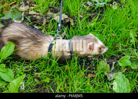 Mustela putorius furo, furets, en laisse d'être pris pour une promenade, Ecosse, Royaume-Uni Banque D'Images