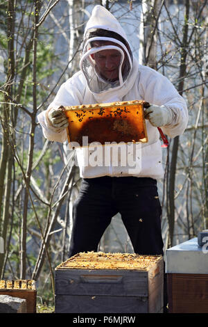Berlin, Allemagne - apiculteur contrôle une colonie d'abeilles de son nid Banque D'Images
