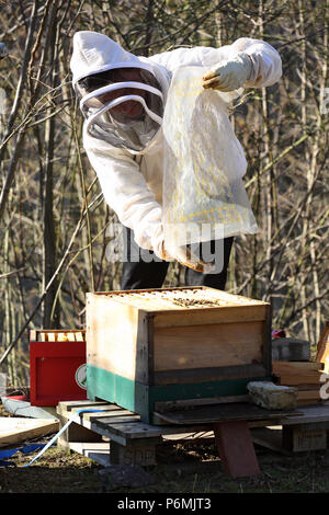 Berlin, Allemagne - Contrôles de l'apiculteur l'une de ses colonies d'abeilles Banque D'Images