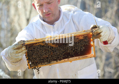 Berlin, Allemagne - apiculteur contrôle une colonie d'abeilles de son nid Banque D'Images