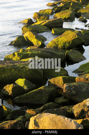 Warnemuende, roches avec algues dans l'eau verte Banque D'Images