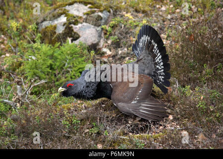 La Suède, grouse, Hovmantorp Banque D'Images