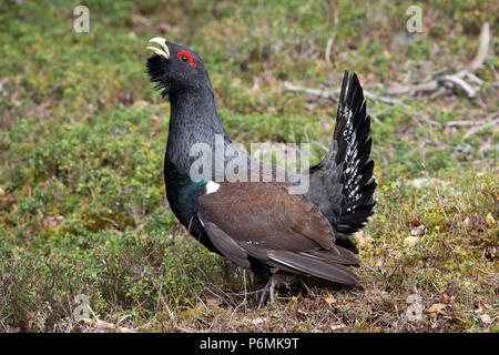 La Suède, grouse, Hovmantorp Banque D'Images