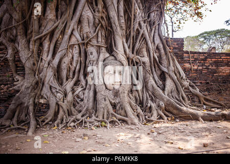 Tête de Bouddha Wat Maha That arbre Bodhi emprisonné dans les racines des arbres. Banque D'Images