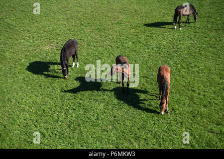 Graditz cloutés, bird's-eye view, les chevaux dans un pâturage Banque D'Images