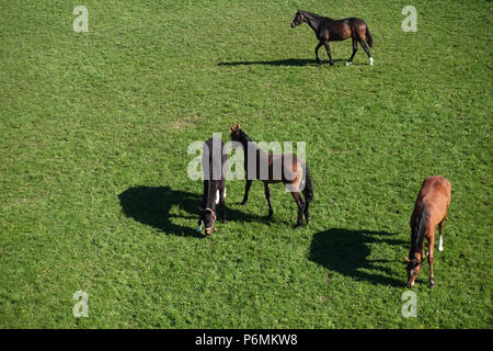 Graditz cloutés, bird's-eye view, les chevaux dans un pâturage Banque D'Images