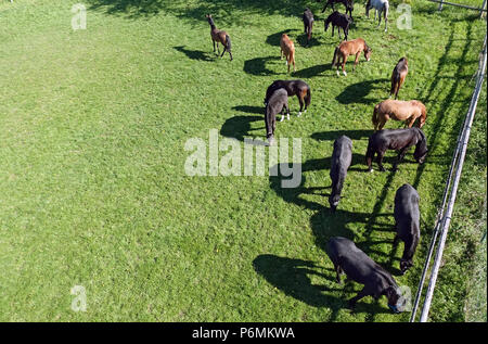 Graditz cloutés, bird's-eye view, les chevaux dans un pâturage Banque D'Images