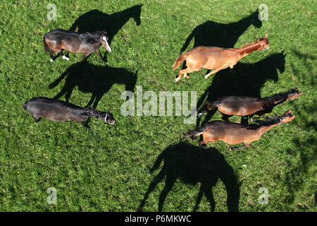 Graditz cloutés, bird's-eye view, les chevaux dans un pâturage Banque D'Images