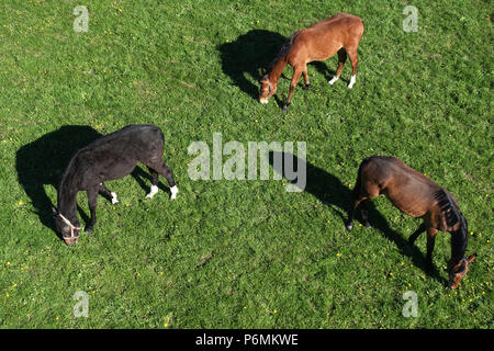 Graditz cloutés, bird's-eye view, les chevaux dans un pâturage Banque D'Images