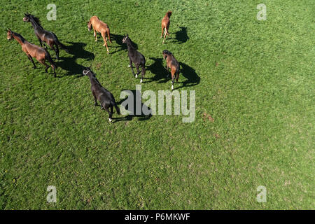 Graditz cloutés, bird's-eye view, les chevaux dans un pâturage Banque D'Images