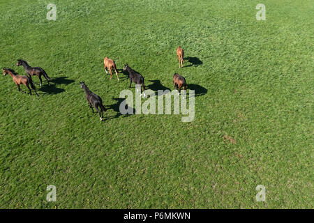 Graditz cloutés, bird's-eye view, les chevaux dans un pâturage Banque D'Images