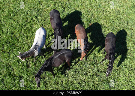 Graditz cloutés, bird's-eye view, les chevaux dans un pâturage Banque D'Images