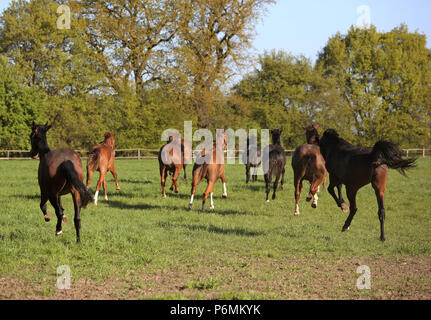 Graditz cloutés, au galop des chevaux dans un enclos Banque D'Images